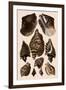 Brown Conch Variations-Albertus Seba-Framed Giclee Print