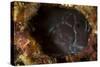 Brown Coral Blenny Peering from a Hole, Raja Ampat, Indonesia-null-Stretched Canvas