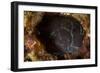 Brown Coral Blenny Peering from a Hole, Raja Ampat, Indonesia-null-Framed Photographic Print