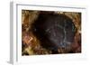 Brown Coral Blenny Peering from a Hole, Raja Ampat, Indonesia-null-Framed Photographic Print