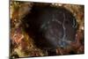 Brown Coral Blenny Peering from a Hole, Raja Ampat, Indonesia-null-Mounted Photographic Print