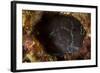 Brown Coral Blenny Peering from a Hole, Raja Ampat, Indonesia-null-Framed Photographic Print