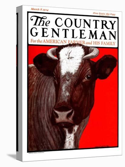 "Brown Cow," Country Gentleman Cover, March 8, 1924-Charles Bull-Stretched Canvas