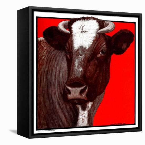 "Brown Cow,"March 8, 1924-Charles Bull-Framed Stretched Canvas