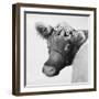 Brown Cow with Flowers-Lori Deiter-Framed Art Print