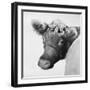 Brown Cow with Flowers-Lori Deiter-Framed Art Print