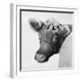 Brown Cow with Flowers-Lori Deiter-Framed Art Print