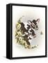 Brown Cows-Peggy Harris-Framed Stretched Canvas