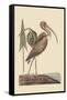 Brown Curlew-Mark Catesby-Framed Stretched Canvas