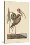 Brown Curlew-Mark Catesby-Stretched Canvas