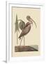 Brown Curlew-Mark Catesby-Framed Art Print