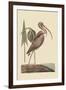 Brown Curlew-Mark Catesby-Framed Art Print