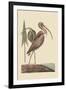 Brown Curlew-Mark Catesby-Framed Art Print