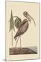 Brown Curlew-Mark Catesby-Mounted Art Print