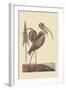 Brown Curlew-Mark Catesby-Framed Art Print