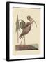 Brown Curlew-Mark Catesby-Framed Art Print