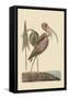 Brown Curlew-Mark Catesby-Framed Stretched Canvas