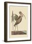 Brown Curlew-Mark Catesby-Framed Art Print