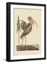 Brown Curlew-Mark Catesby-Framed Art Print