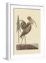 Brown Curlew-Mark Catesby-Framed Art Print