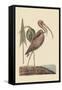 Brown Curlew-Mark Catesby-Framed Stretched Canvas