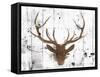 Brown Deer Head-OnRei-Framed Stretched Canvas