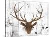 Brown Deer Head-OnRei-Stretched Canvas