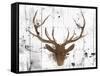 Brown Deer Head-OnRei-Framed Stretched Canvas