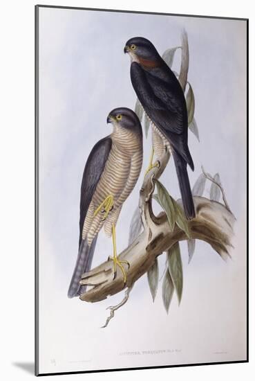 Brown Dipper (Cinclus Pallasii)-John Gould-Mounted Giclee Print