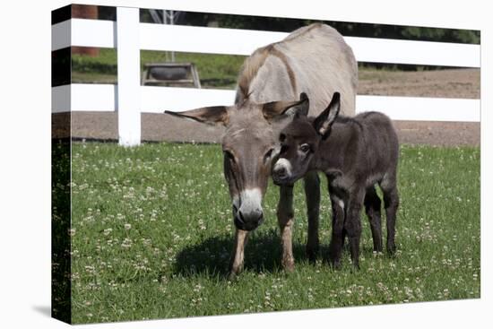 Brown Donkey Mare (Jenny) with Dark Foal in Clover and Grass, Middletown, Connecticut, USA-Lynn M^ Stone-Stretched Canvas