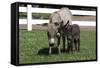 Brown Donkey Mare (Jenny) with Dark Foal in Clover and Grass, Middletown, Connecticut, USA-Lynn M^ Stone-Framed Stretched Canvas