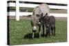 Brown Donkey Mare (Jenny) with Dark Foal in Clover and Grass, Middletown, Connecticut, USA-Lynn M^ Stone-Stretched Canvas