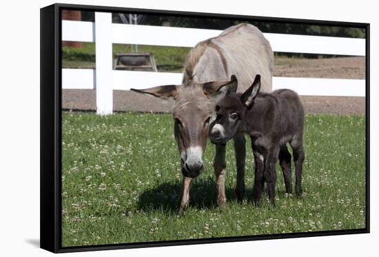 Brown Donkey Mare (Jenny) with Dark Foal in Clover and Grass, Middletown, Connecticut, USA-Lynn M^ Stone-Framed Stretched Canvas