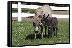 Brown Donkey Mare (Jenny) with Dark Foal in Clover and Grass, Middletown, Connecticut, USA-Lynn M^ Stone-Framed Stretched Canvas