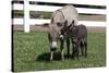 Brown Donkey Mare (Jenny) with Dark Foal in Clover and Grass, Middletown, Connecticut, USA-Lynn M^ Stone-Stretched Canvas