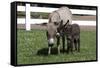 Brown Donkey Mare (Jenny) with Dark Foal in Clover and Grass, Middletown, Connecticut, USA-Lynn M^ Stone-Framed Stretched Canvas