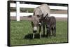 Brown Donkey Mare (Jenny) with Dark Foal in Clover and Grass, Middletown, Connecticut, USA-Lynn M^ Stone-Framed Stretched Canvas