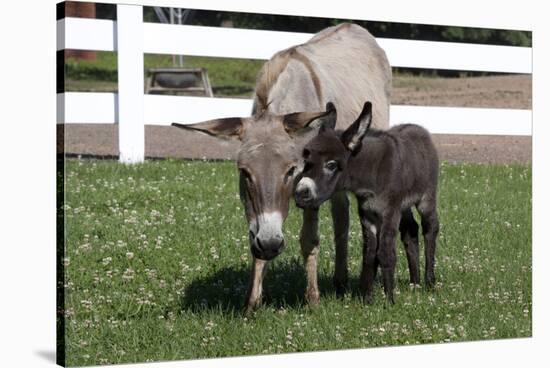 Brown Donkey Mare (Jenny) with Dark Foal in Clover and Grass, Middletown, Connecticut, USA-Lynn M^ Stone-Stretched Canvas