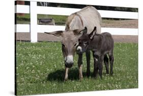 Brown Donkey Mare (Jenny) with Dark Foal in Clover and Grass, Middletown, Connecticut, USA-Lynn M^ Stone-Stretched Canvas