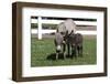 Brown Donkey Mare (Jenny) with Dark Foal in Clover and Grass, Middletown, Connecticut, USA-Lynn M^ Stone-Framed Premium Photographic Print