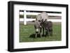 Brown Donkey Mare (Jenny) with Dark Foal in Clover and Grass, Middletown, Connecticut, USA-Lynn M^ Stone-Framed Premium Photographic Print