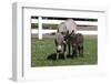 Brown Donkey Mare (Jenny) with Dark Foal in Clover and Grass, Middletown, Connecticut, USA-Lynn M^ Stone-Framed Premium Photographic Print