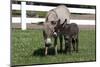 Brown Donkey Mare (Jenny) with Dark Foal in Clover and Grass, Middletown, Connecticut, USA-Lynn M^ Stone-Mounted Premium Photographic Print