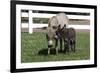 Brown Donkey Mare (Jenny) with Dark Foal in Clover and Grass, Middletown, Connecticut, USA-Lynn M^ Stone-Framed Photographic Print