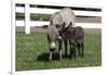 Brown Donkey Mare (Jenny) with Dark Foal in Clover and Grass, Middletown, Connecticut, USA-Lynn M^ Stone-Framed Photographic Print