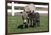 Brown Donkey Mare (Jenny) with Dark Foal in Clover and Grass, Middletown, Connecticut, USA-Lynn M^ Stone-Framed Photographic Print