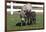 Brown Donkey Mare (Jenny) with Dark Foal in Clover and Grass, Middletown, Connecticut, USA-Lynn M^ Stone-Framed Photographic Print