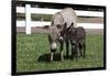 Brown Donkey Mare (Jenny) with Dark Foal in Clover and Grass, Middletown, Connecticut, USA-Lynn M^ Stone-Framed Photographic Print