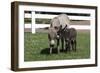 Brown Donkey Mare (Jenny) with Dark Foal in Clover and Grass, Middletown, Connecticut, USA-Lynn M^ Stone-Framed Photographic Print