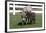 Brown Donkey Mare (Jenny) with Dark Foal in Clover and Grass, Middletown, Connecticut, USA-Lynn M^ Stone-Framed Photographic Print